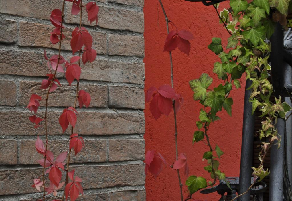 B&B Edera Castagnole Piemonte ภายนอก รูปภาพ